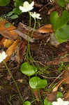 Kidneyleaf grass of Parnassus